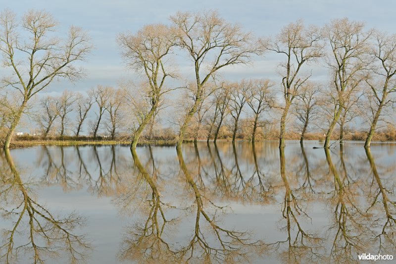 Vijfhuizenbroek
