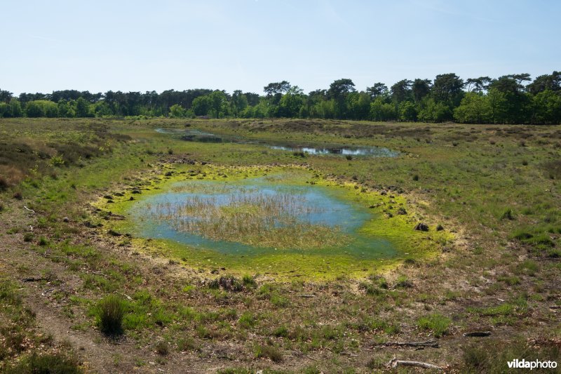 Half uitgedroogd ven in de Tielenheide