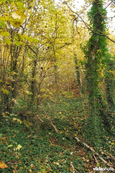 Herfst op de terril Espérance