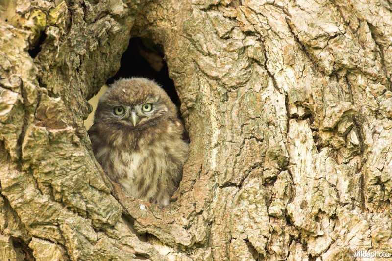 Jonge Steenuil in knotwilg