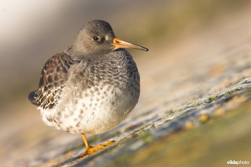 Paarse strandloper