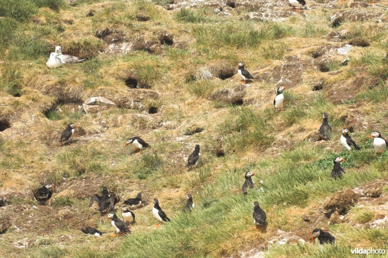 Papegaaiduikerkolonie