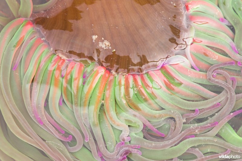 Detail van de tentakels van Wasroos