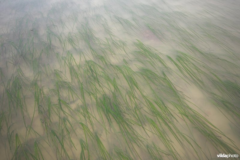 Groot zeegras