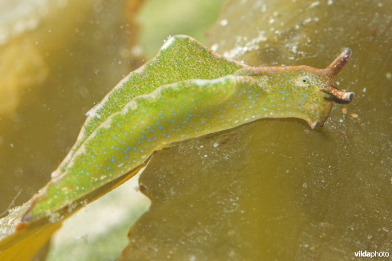 Groene wierslak