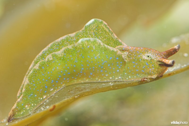 Groene wierslak