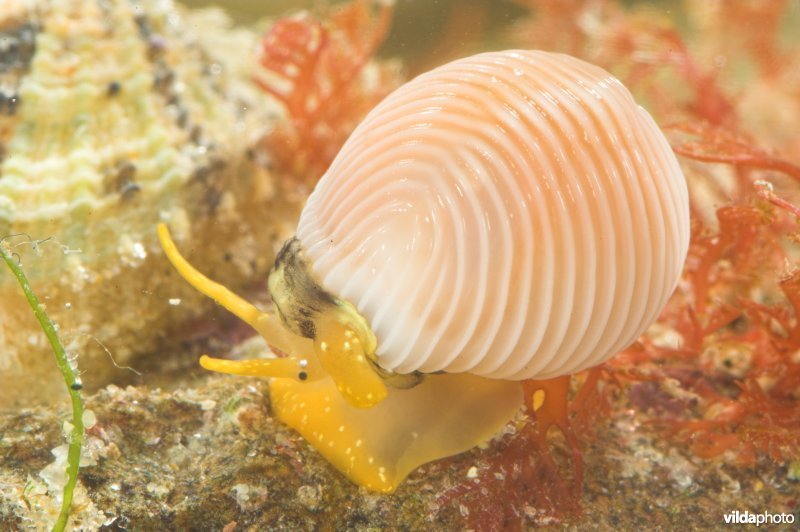 Ongevlekt koffieboontje