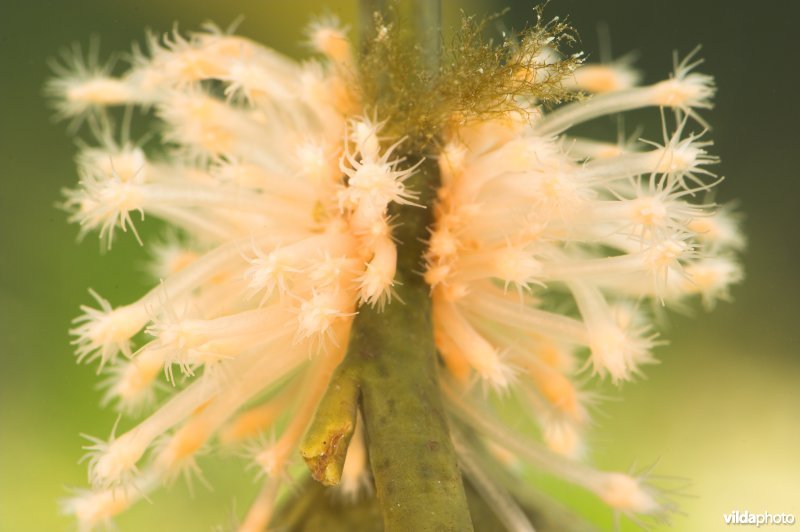 Gewone knotspoliep