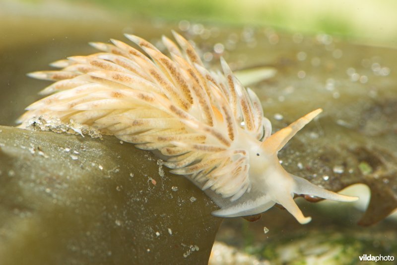 Juveniele Kleine vlokslak