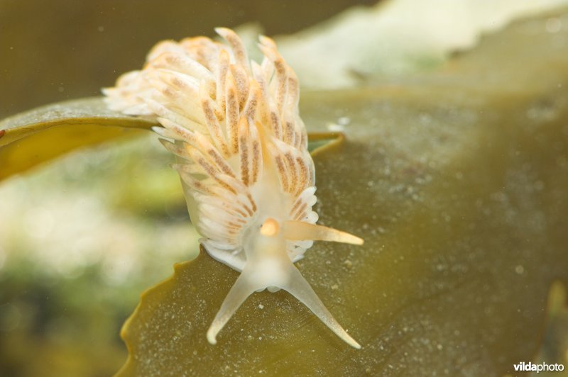 Juveniele Kleine vlokslak