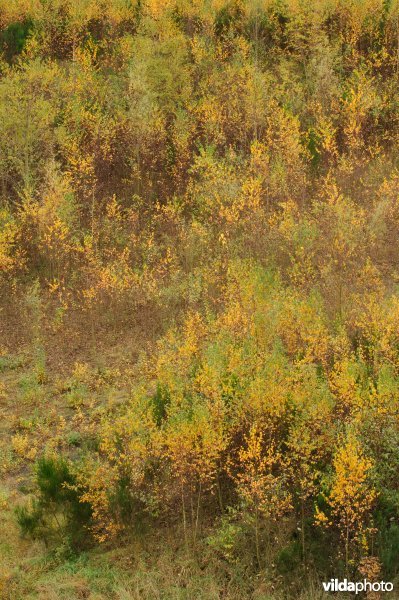 Berken op een terril