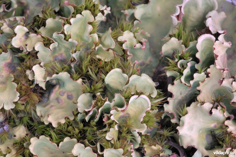 Nephroma arcticum, een korstmos van de arctische toendra