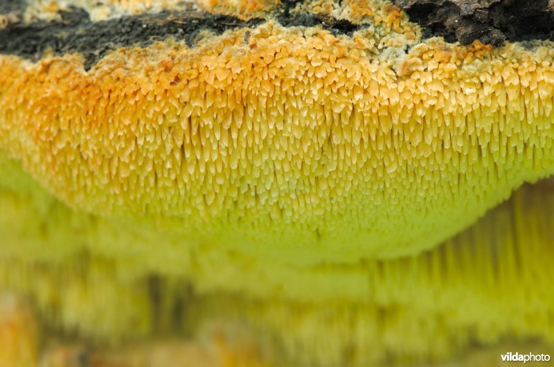 Boomgaardstekelkorstzwam