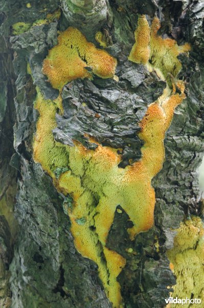 Boomgaardstekelkorstzwam