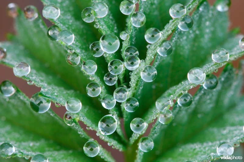 Kleine pimpernel met dauwdruppeltjes