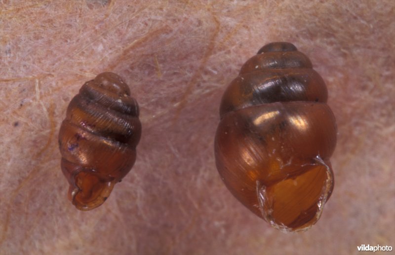 Nauwe korfslak en Zeggekorfslak