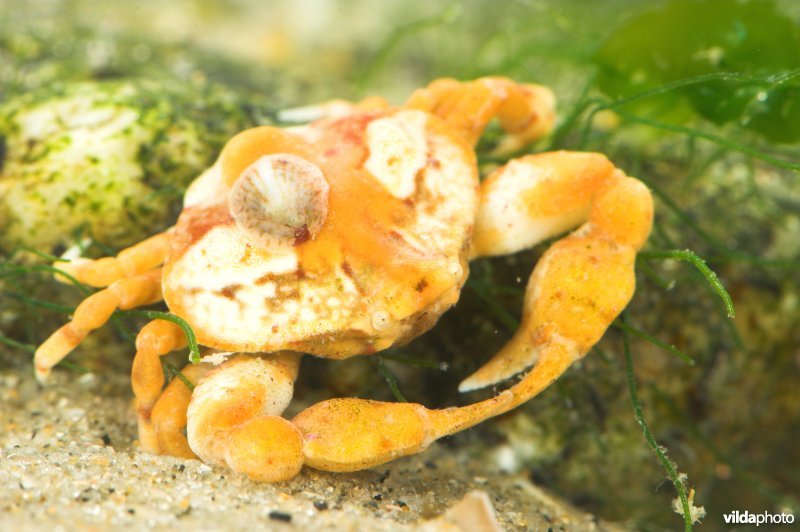 Kiezelkrab met Muiltje