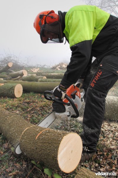 Brandhout maken met de kettingzaag