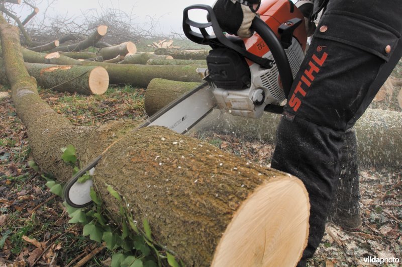 Brandhout zagen met de kettingzaag