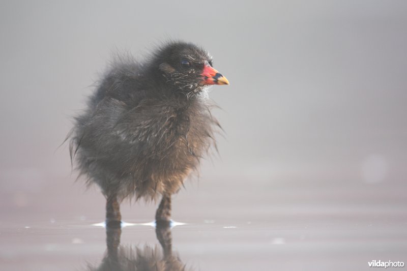 Juveniel waterhoentje