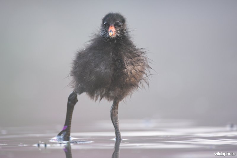 Waterhoentje zet eerste stapjes