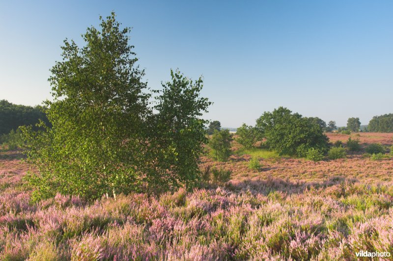 Natuurreservaat De Mechelse Heide