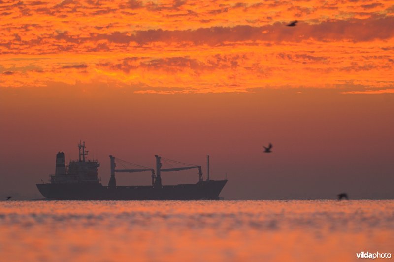 Vrachtboot op de Westerschelde