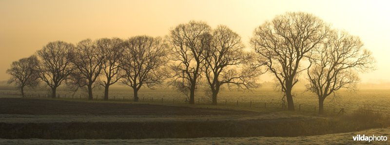 Wilgen in de polders