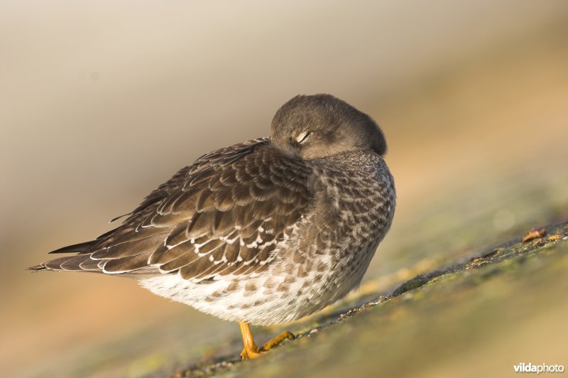 Paarse Strandloper