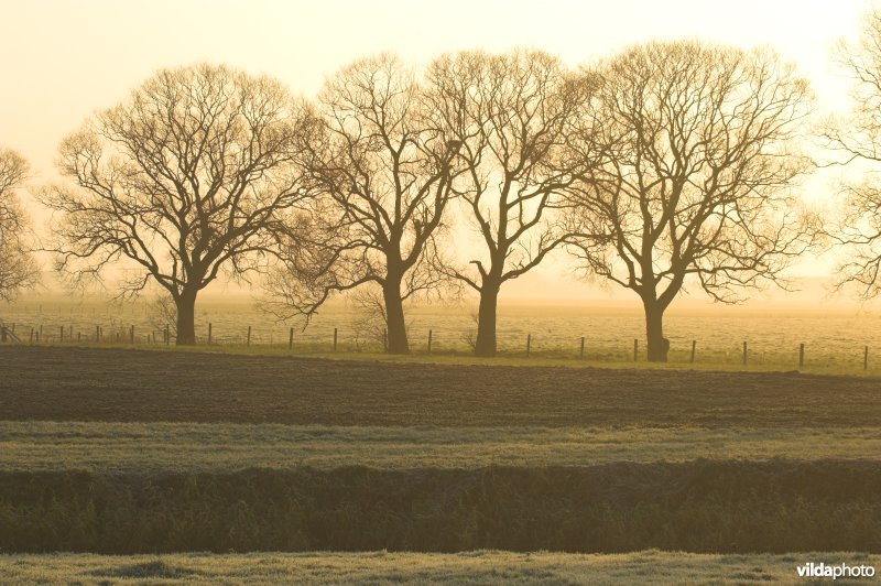 Wilgen langs de Zoutekreek