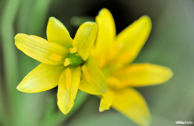 Bloem van bosgeelster