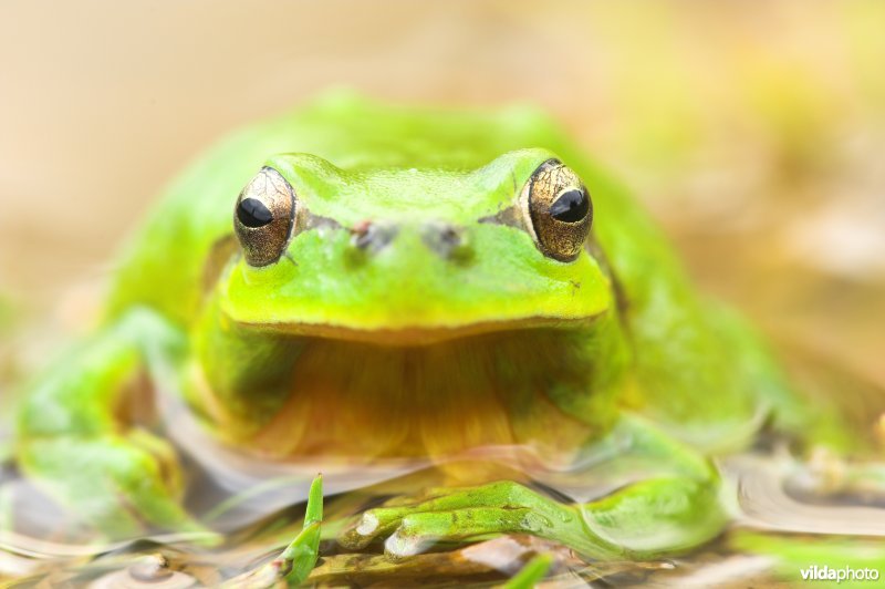 Zuidelijke boomkikker