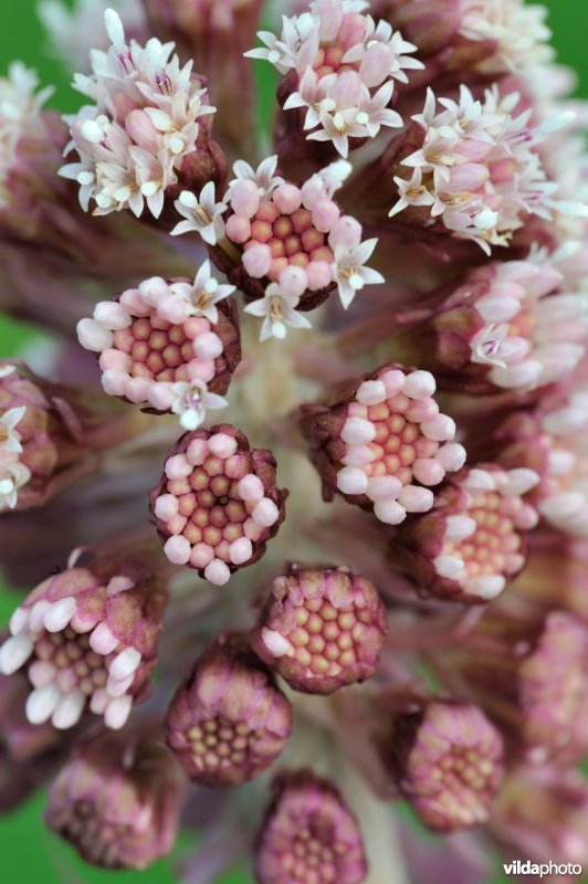 Bloem van groot hoefblad