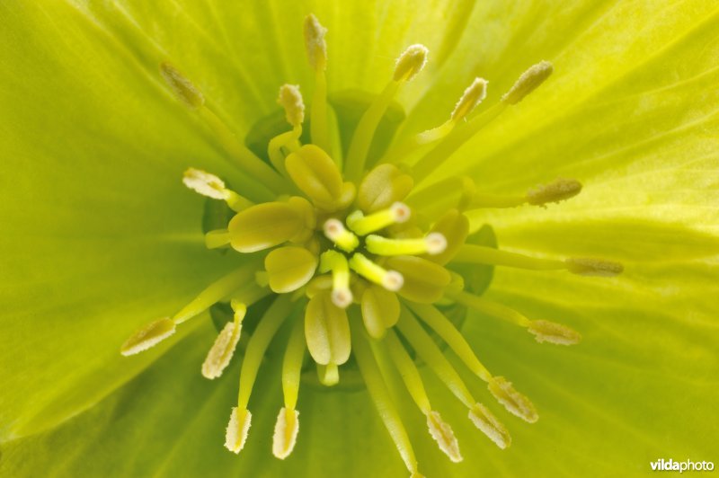 In de bloem van een wrangwortel