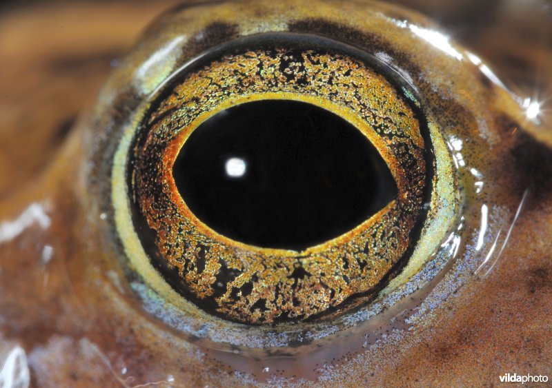 Oog van een Heikikker