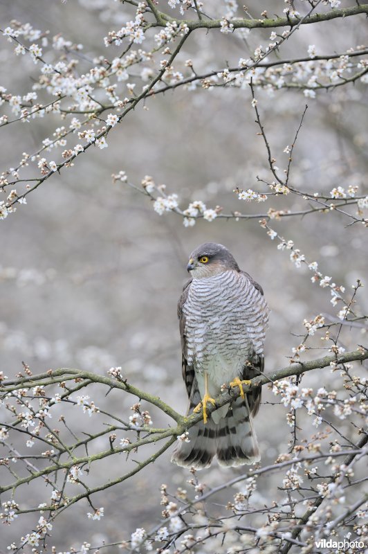 Sperwer in sleedoornstruik