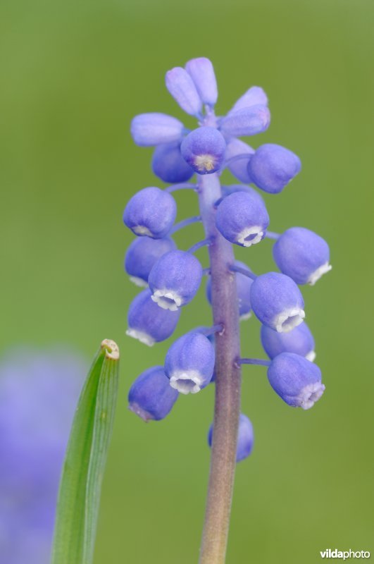 Blauwe druifjes