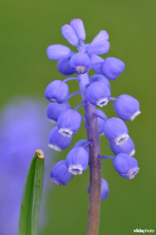 Blauwe druifjes