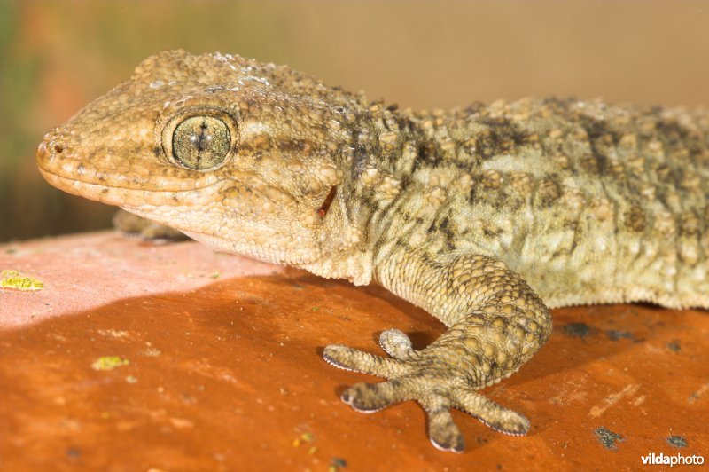 Muurgekko