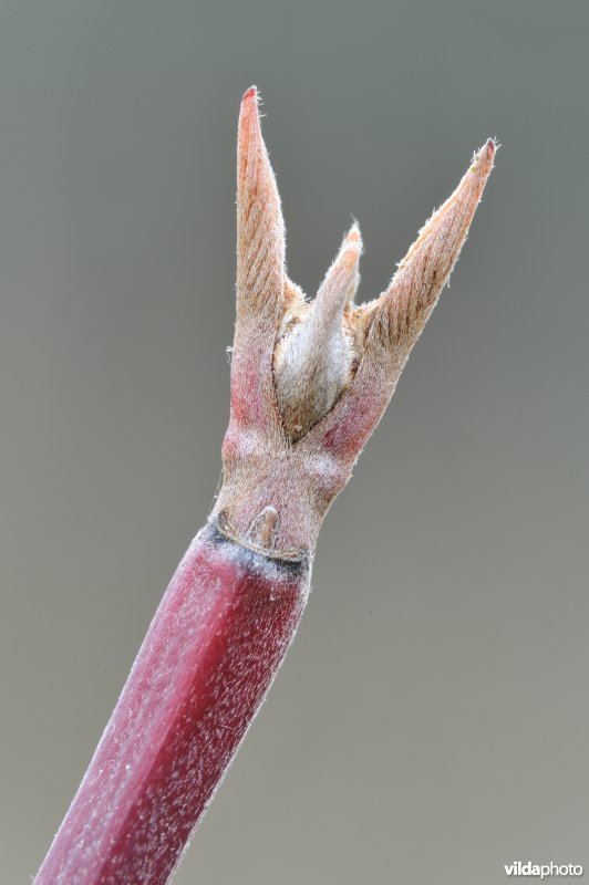 Knop van rode kornoelje