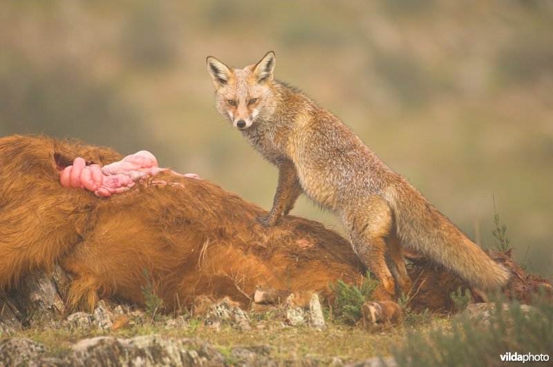 Vos eet van karkas koe