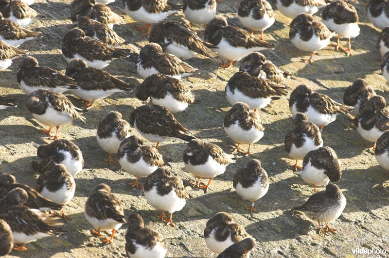 Groepje Steenlopers