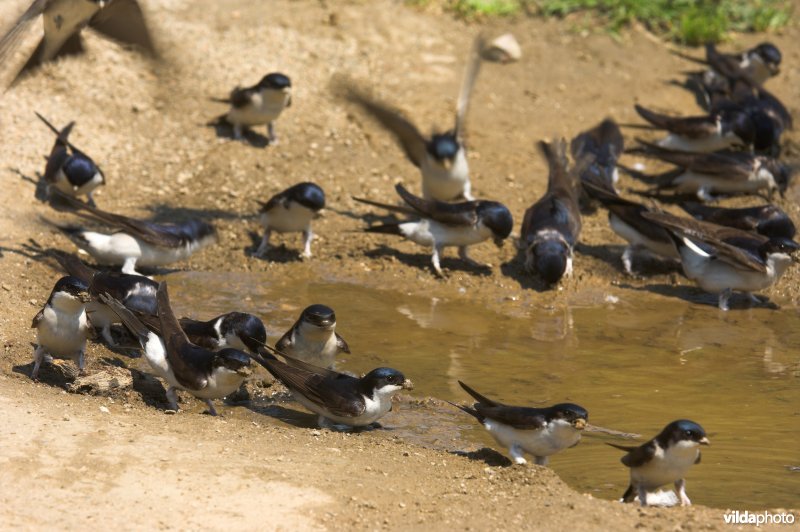 Huiszwaluwen verzamelen modder om nest te bouwen