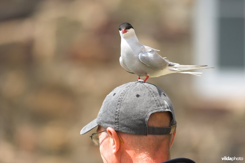Noordse stern op toerist