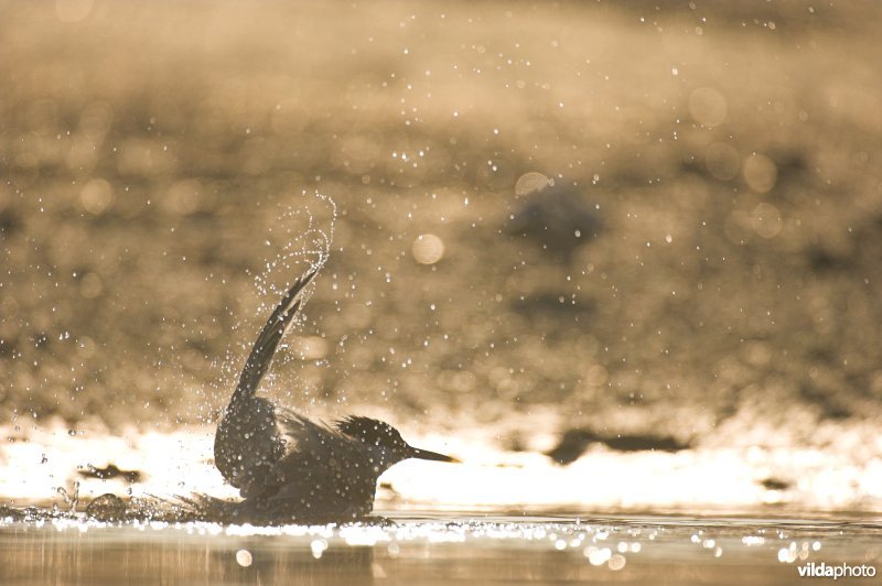 Wassende Grote Stern