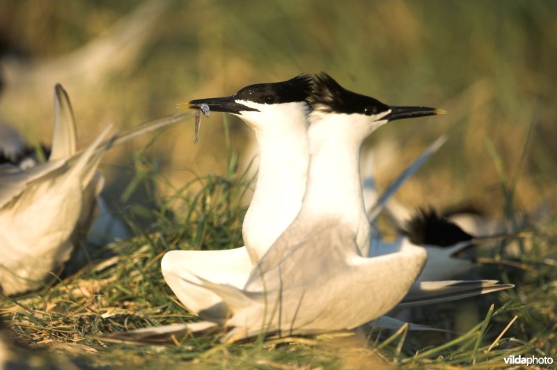 Baltsende Grote Sterns