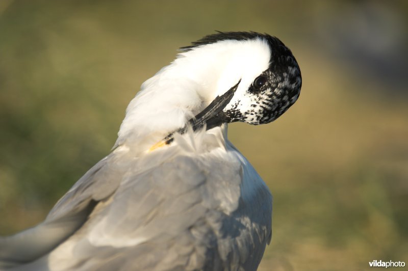 Poetsende Grote Stern