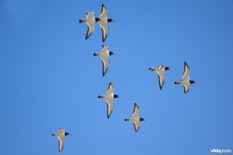 Scholeksters in vlucht