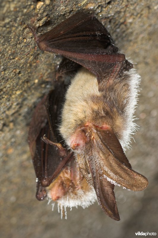 Grootoor in winterslaap