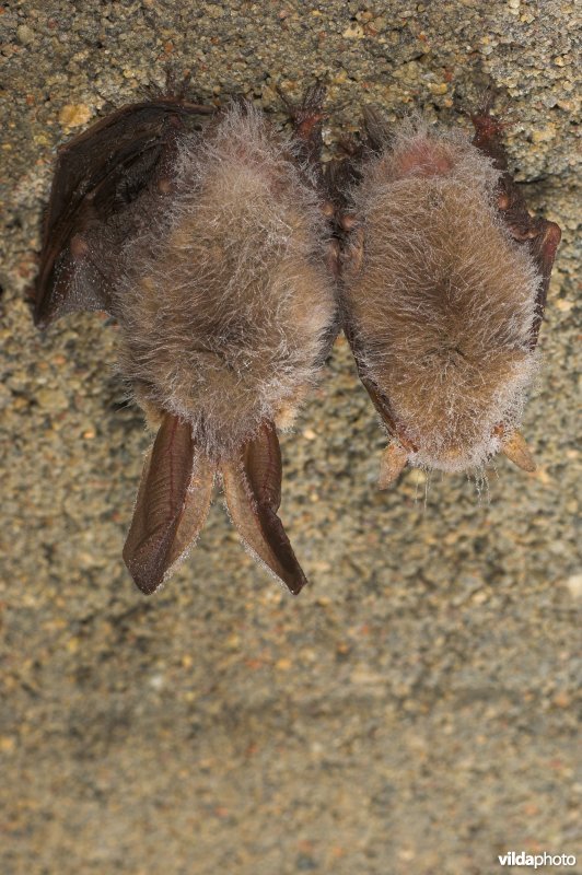 Grootoor in winterslaap